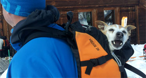 Skiing with Your Dog, Do’s and Don’ts