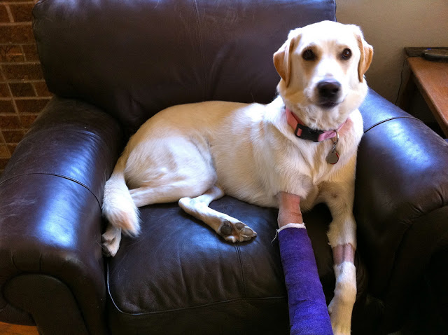 The Best Dog Wound Boot or Cast You Can Find Online