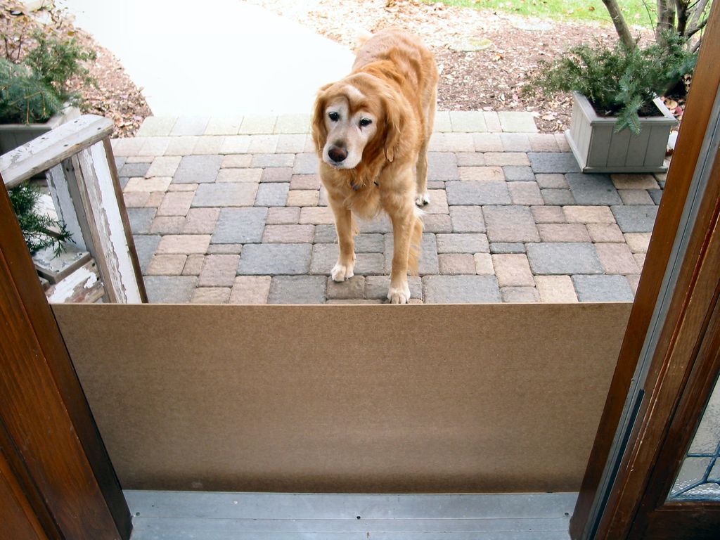 The 10 Best Indoor Dog Gates