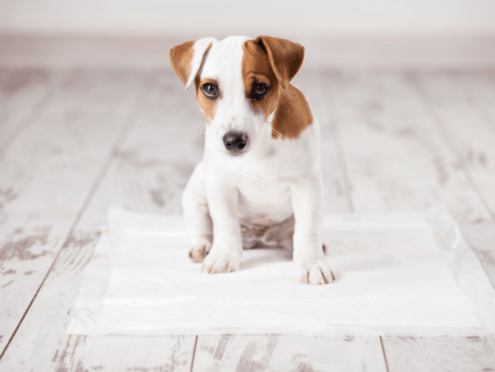 Top 10 Best Puppy Training Pads