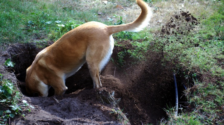 How to Stop Your Dog from Digging Holes