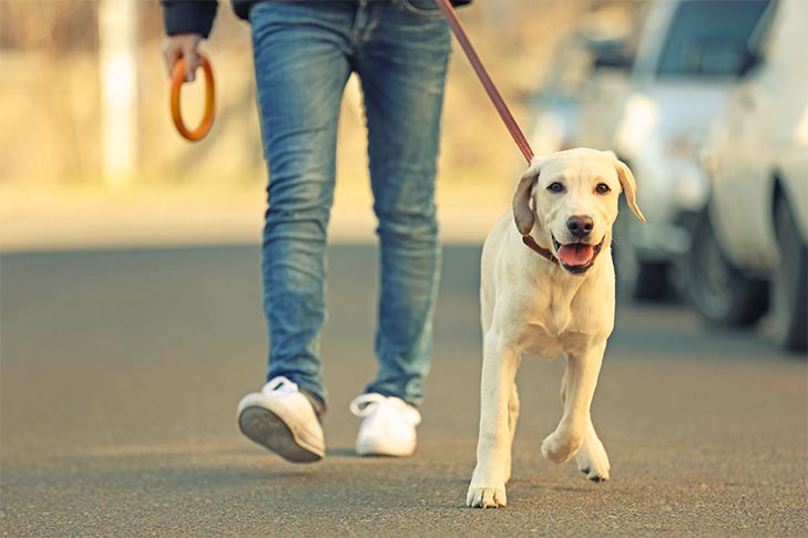 Tips and Tricks to Become a Dog Walker on Wag