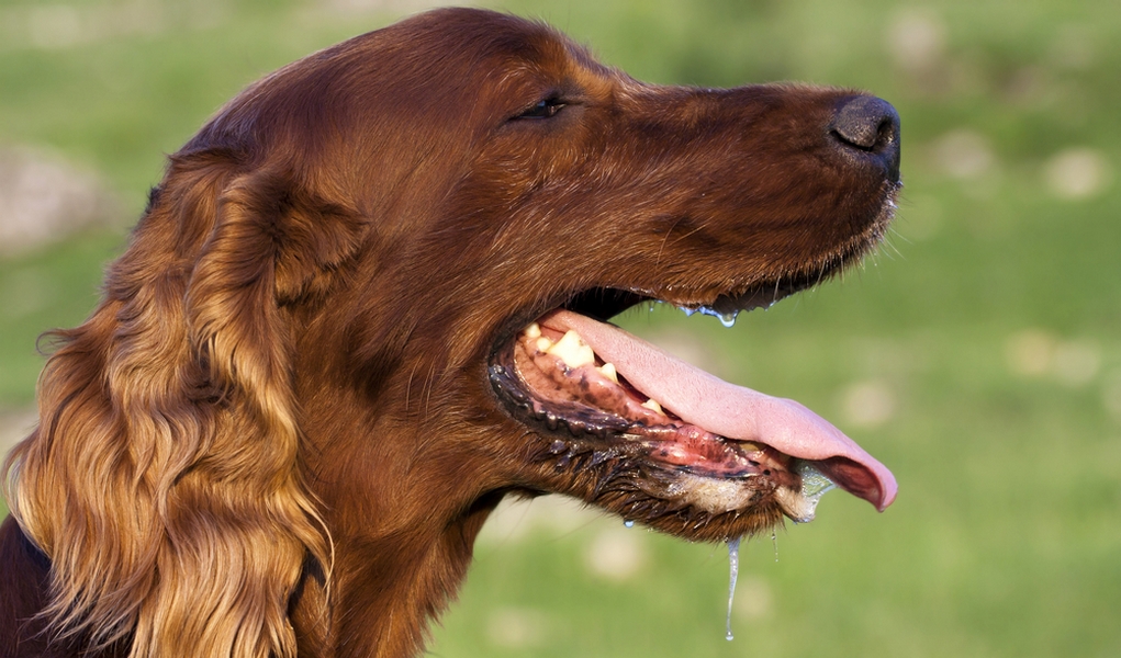 15 Reasons Why Your Dog Is Breathing Fast