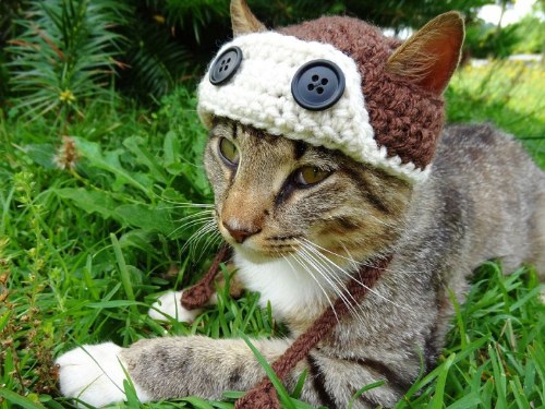 Top Hats for Cats – Time To Relook Your Furry Friend
