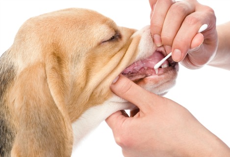 Best Dog DNA Tests Top 5