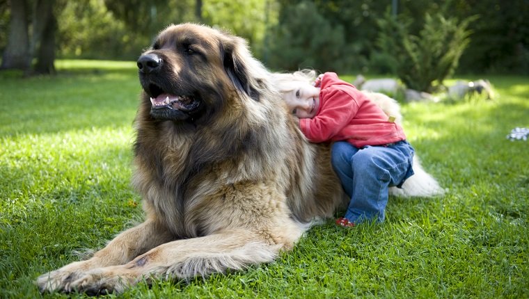 10 Of The Biggest Dog Breeds In The World