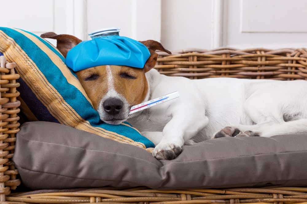 Can My Dog Catch A Cold Or Get the Flu?
