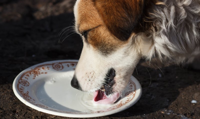 Can My Dog Be Lactose Intolerant?