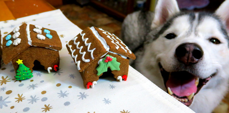 DIY Gingerbread Dog House – How To Guide