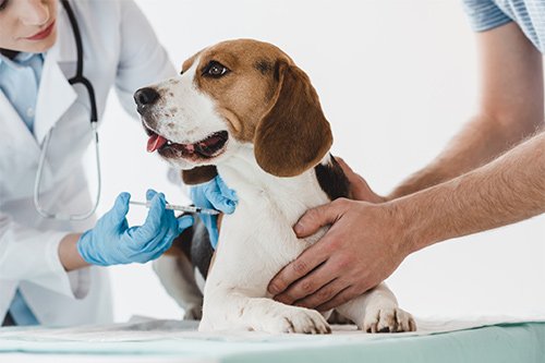 Does My Dog Need A Flu Shot?