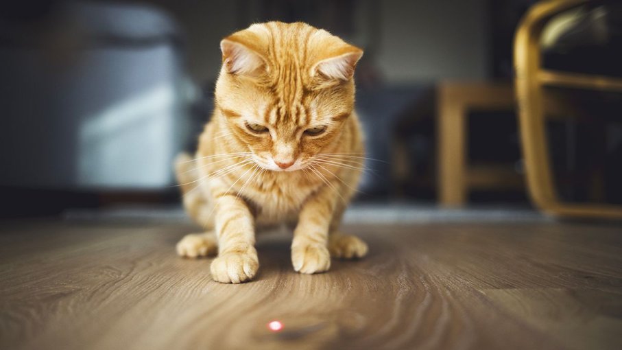 Best Cat Laser Pointers Top 10