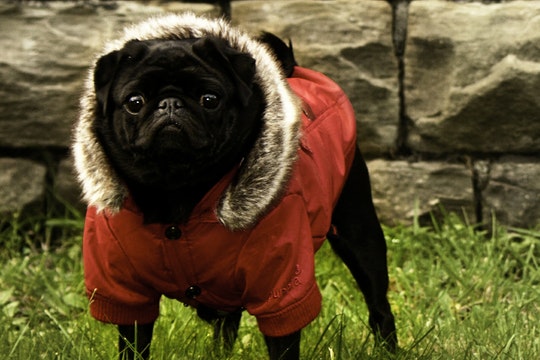 Top 10 Best Dog Winter Coats and Jackets
