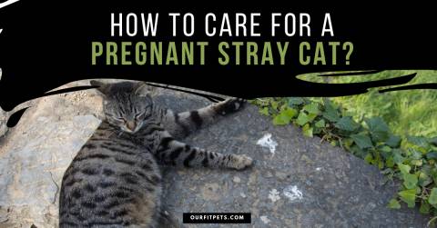 How to Care for a Pregnant Stray Cat?