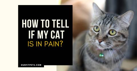 How to Tell if My Cat is in Pain?