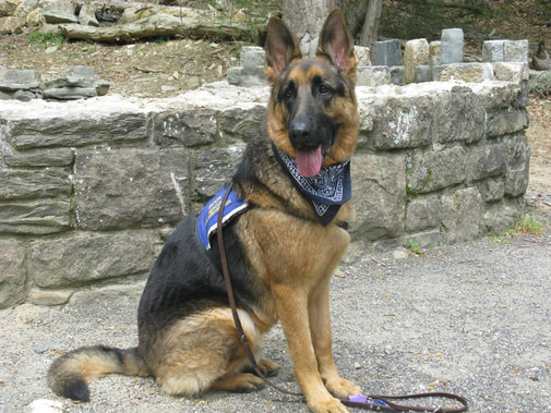 How To Adopt A Former Police, Military or Service Dog?