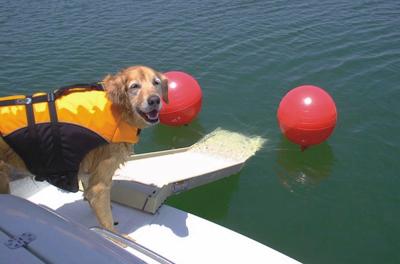 Best Dog Pool and Boat Ramps