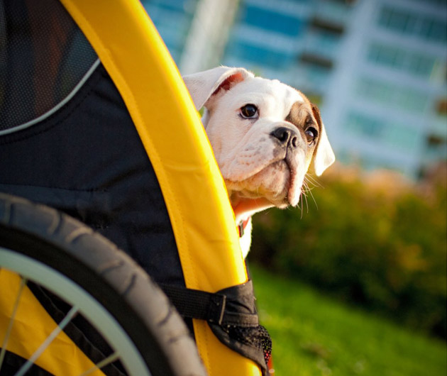 Best Dog Bike Trailers Top 10