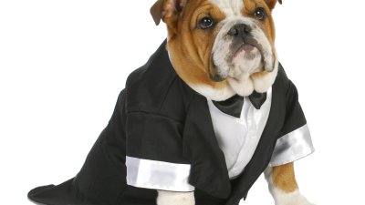 Best Dog Wedding Dress and Tuxedo