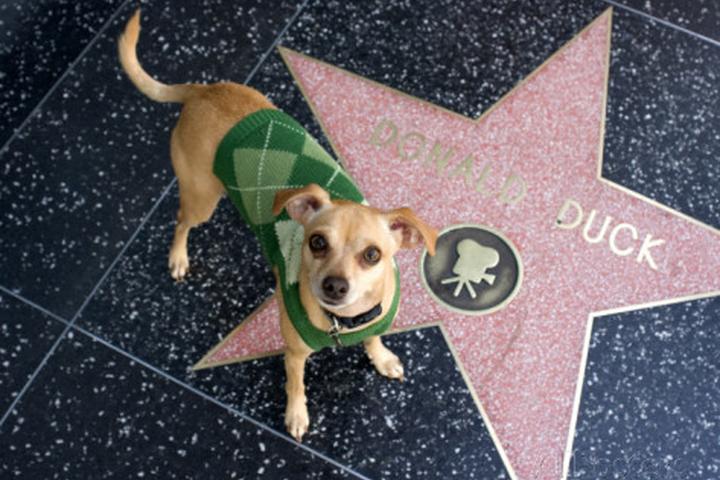 50 Of The Best Celebrity Dog Names