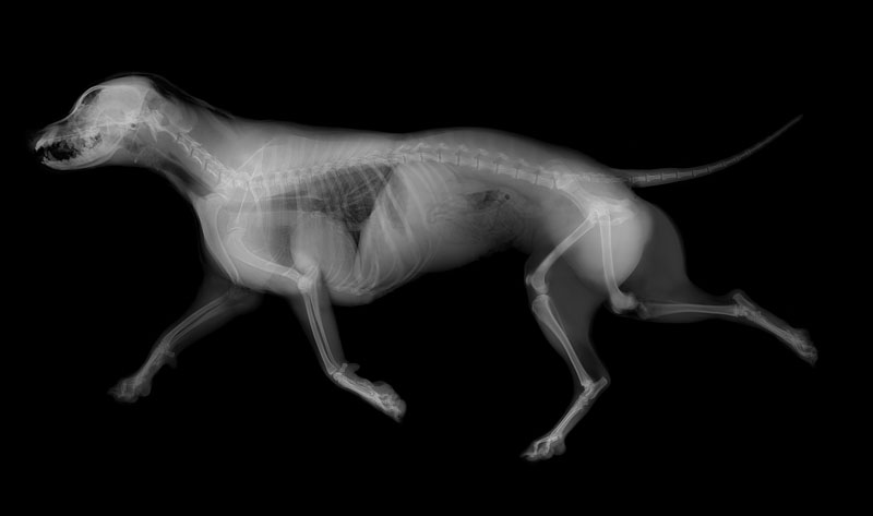 Everything to Know about Dog X-Ray