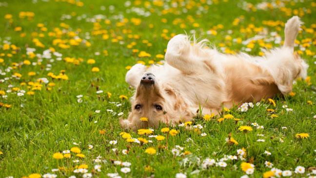 Fertilizers And Pesticides Poisoning In Dogs Symptoms Causes Our Fit Pets