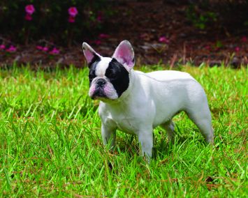 French Bulldogs Disease Predispositions – Symptoms to Look Out For