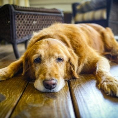 My Dog Ate Absorbent Pad Meat Tray What Should I Do Our Fit Pets My Dog Ate Absorbent Pad Meat Tray What Should I Do Our Fit Pets