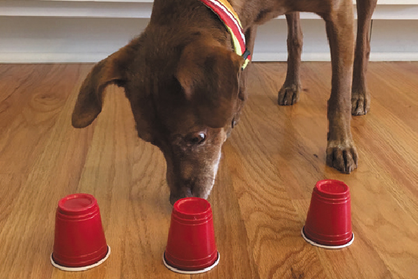 10 Fun Games To Play With Your Dog!