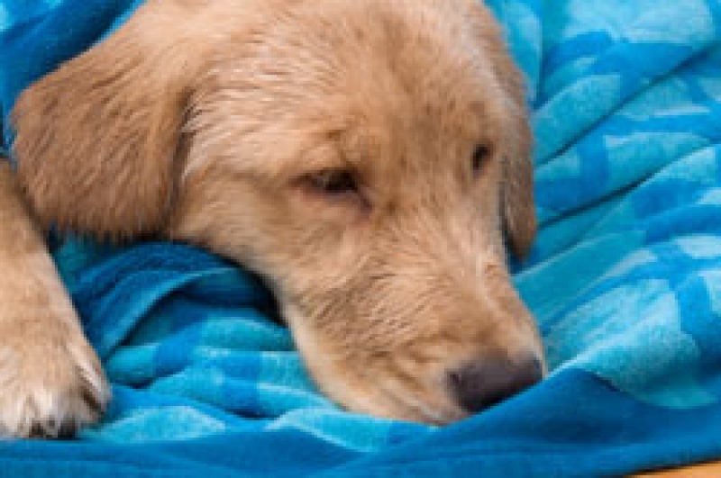 What Happens If A Dog Eats Burnt Wood