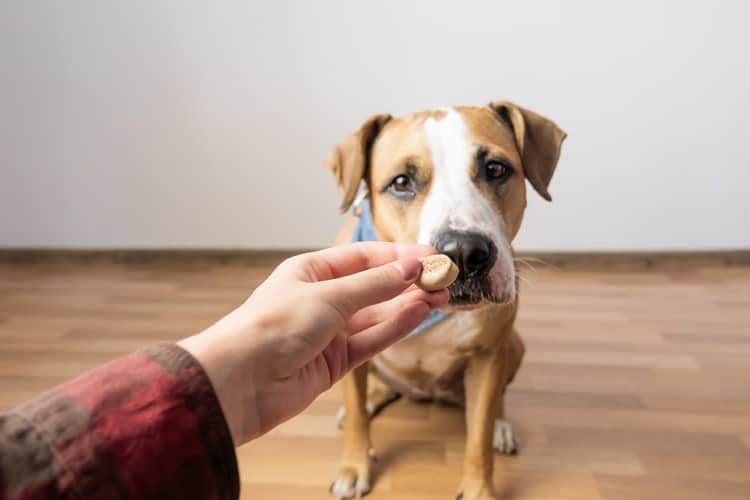 Probiotics for Dogs – What To Know