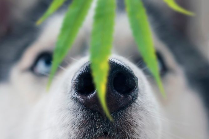 My Dog Ate Weed (Marijuana) – What Should I Do?