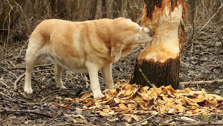 My Dog is Eating wood – Should I Worry?