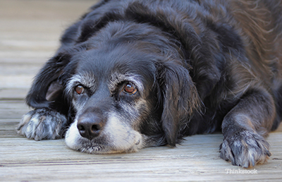Can My Dog Get Dementia? How to Treat Senility in Dogs?