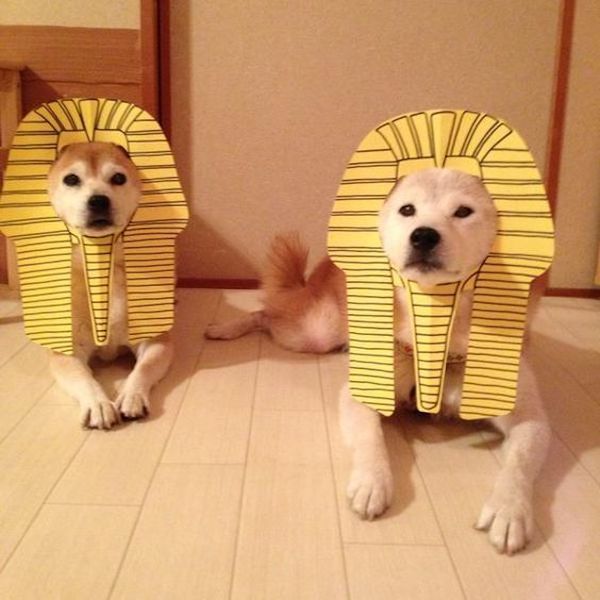 60 Egyptian & Pharaoh Dog Names