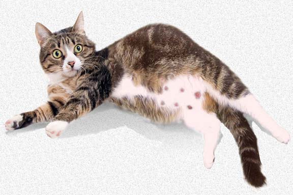 How To Care For A Pregnant Stray Cat Our Fit Pets