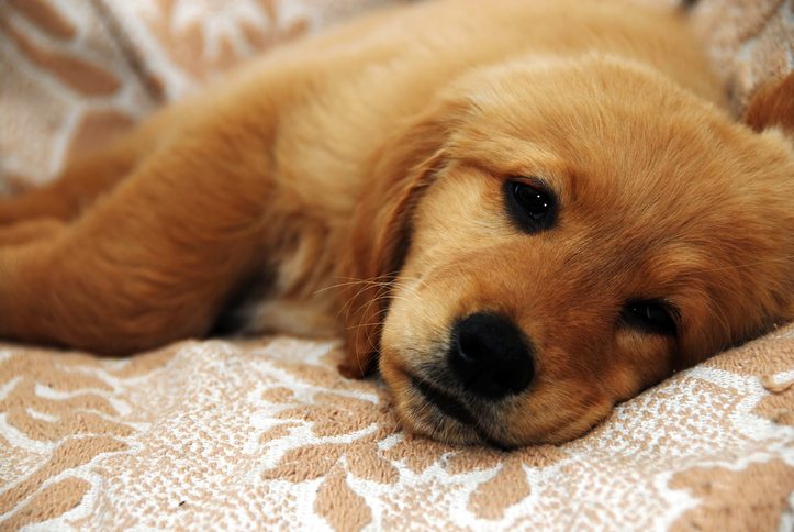 My Puppy Has Diarrhea: What Should I Do?