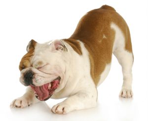 My Dog is Coughing – Treatment and Causes