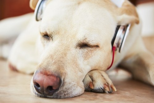 What Kind of Music Do Dogs Like?