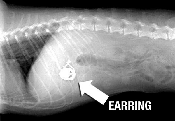 My Dog Ate an Earring What Should I Do? (Reviewed by Vet)