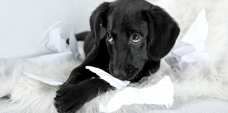My Dog Ate Paper What Should I Do?
