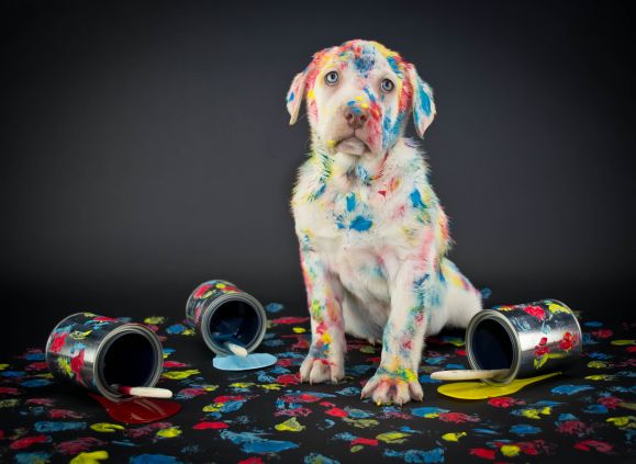My Dog Ate Paint What Should I Do? (Reviewed by Vet)