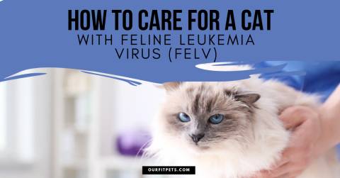 How To Care For a Cat With Feline Leukemia Virus (FeLV)