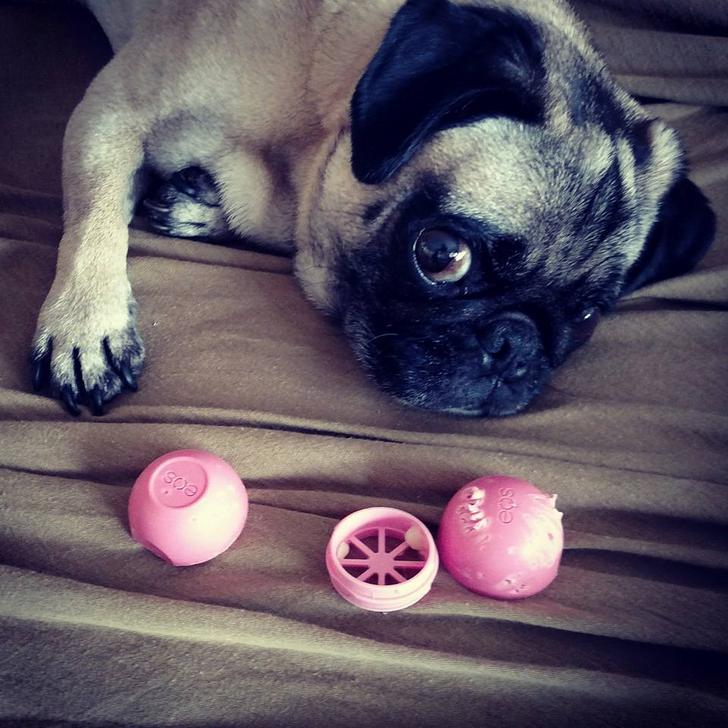 My Dog Ate a Chapstick What Should I Do?