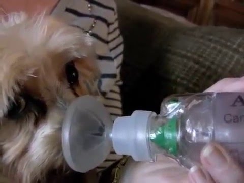 dog asthma