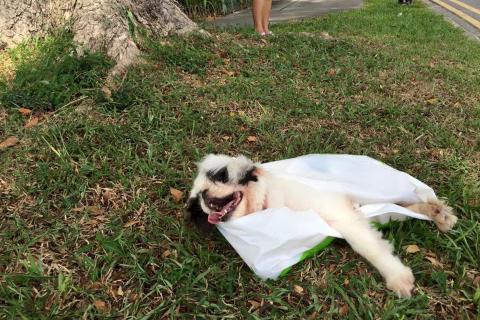 My Dog Ate a Plastic Bag What Should I Do?
