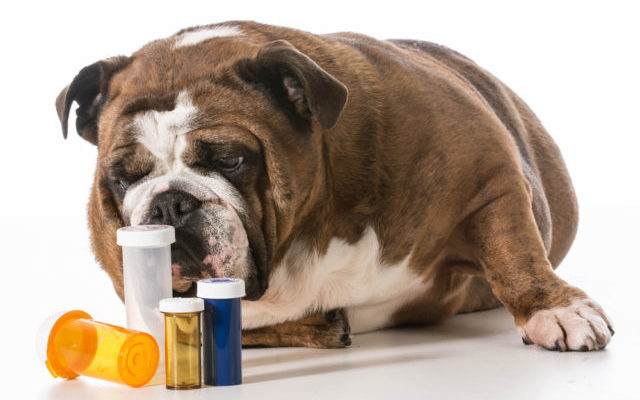My Dog Ate a Zinc Pill or Tablet What Should I Do?