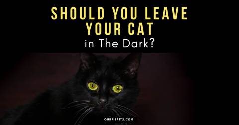 Should You Leave Your Cat in The Dark?