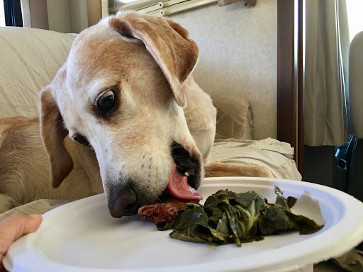 Can Dogs Eat Collard Greens? (Cooked, Raw, Canned)