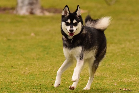 10 Dogs That Looks Like Huskies