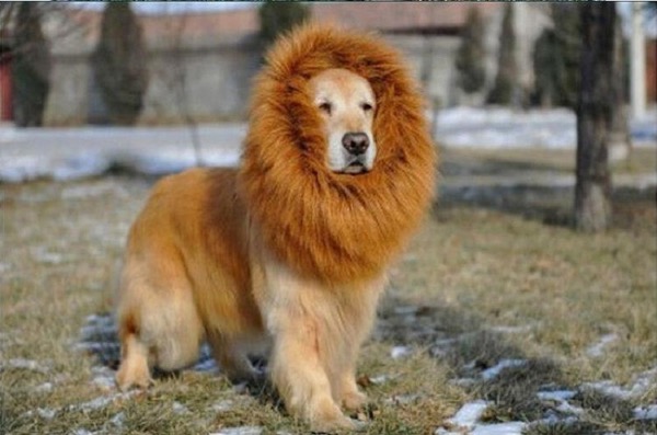 10 Lion Like Dogs – Dogs That Look Like Lions